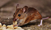 24 Hour & Emergency Exterminators in Sherman Oaks, CA